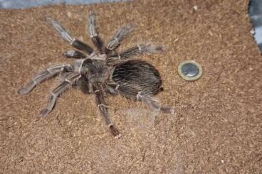 - bird spiders kaufen und verkaufen Photo: Lasiodora Parahybana + Terrarium 40-40