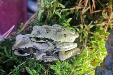 Frösche  kaufen und verkaufen Foto: Costa Rica Laubfrosch, Smilisca phaeota, oder Maskenlaubfrosch