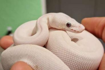 Königspythons kaufen und verkaufen Foto: Königspython Blue Eyed Lucy 