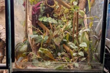 Geckos kaufen und verkaufen Foto: Jungferngeckos mit Terrarium 