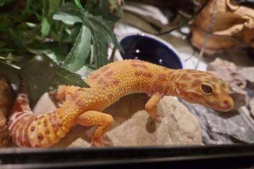 Geckos kaufen und verkaufen Photo: Leopardgecko mit oder ohne Terrarium 