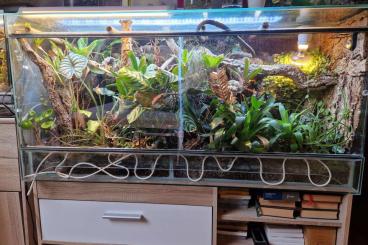 Terrarien kaufen und verkaufen Foto: Tropen / Dschungelterrarium mit oder ohne Takydromus Smaragdinus