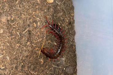 Myriapoda kaufen und verkaufen Photo: Scolopendra for sale different Species/Morphs