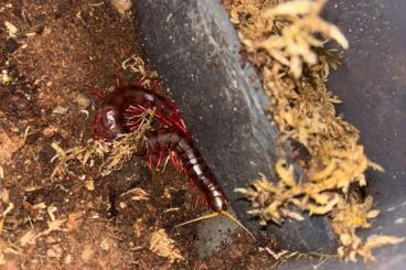 Insekten kaufen und verkaufen Foto: Mantids and Scolopendra              