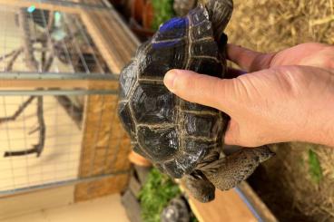 Schildkröten  kaufen und verkaufen Foto: 3 Aldabrachelys gigantea born on the third of may 2023