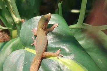 Geckos kaufen und verkaufen Foto: Goldstaubtaggeckos  abzugeben