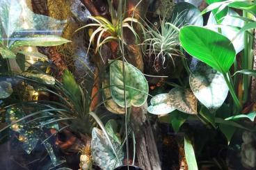 Geckos kaufen und verkaufen Foto: 2 Terrarien mit Gekko komplett eingerichtet Geckos kaufen und verkaufen Foto: 2 Terrarien mit Gekko komplett eingerichtet