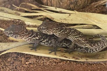 Lizards kaufen und verkaufen Photo: Looking for Paroedura pictus 