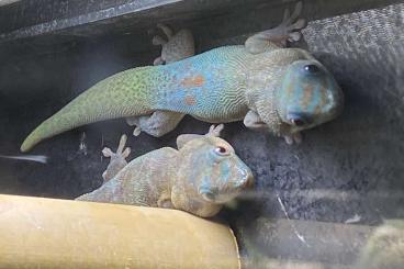 Geckos kaufen und verkaufen Photo: Searching for Blue Phase Phelsuma Laticauda Geckos kaufen und verkaufen Photo: Searching for Blue Phase Phelsuma Laticauda
