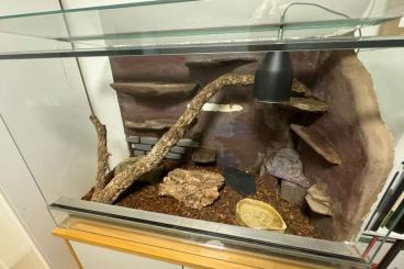 Schlangen kaufen und verkaufen Foto: Kornnatter wegen Umzug abzugeben