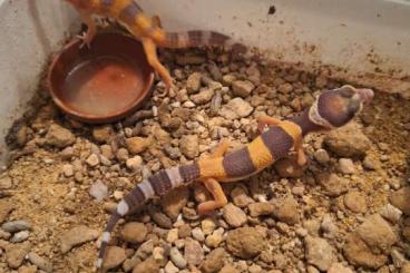 Geckos kaufen und verkaufen Photo: Leopardgecko  abzugeben aus eigener Zucht