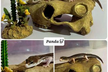 Echsen  kaufen und verkaufen Foto: 1.0 Panda MSSBN Eclipse Leopardgecko