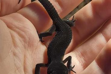 Lizards kaufen und verkaufen Photo: Black Night Pure Weibchen 