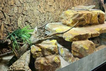 Monitor lizards kaufen und verkaufen Photo: 1.0 varanus gouldii flavirufus 