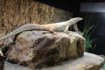 Lizards kaufen und verkaufen Photo: 1.0 varanus gouldii flavirufus 