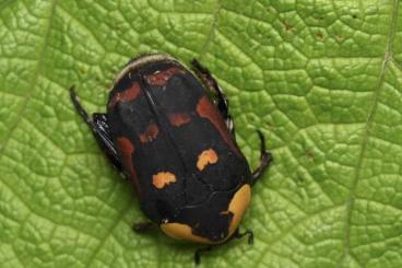 Insekten kaufen und verkaufen Foto: Käferlarven divers, 1 Paar Xylotrupes gideon