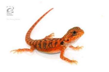 Geckos kaufen und verkaufen Foto: Kronengeckos/Höckerkopfgeckos/Europä.Sumpfschildkröte/Milchschlange