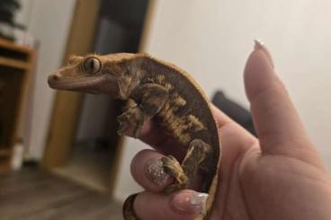 Geckos kaufen und verkaufen Foto: Kronengecko Nachwuchs 12/2024 