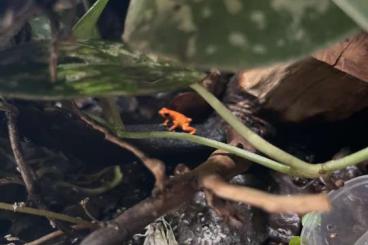 Poison dart frogs kaufen und verkaufen Photo: Oophaga Pumilio „Nancy“ 2.0 Tausch gegen 0.2