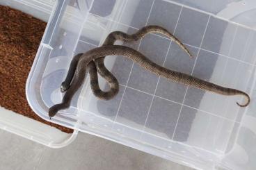 Snakes kaufen und verkaufen Photo: 1.1 Aspidelaps lubricus cowelsi