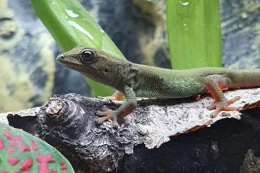 Geckos kaufen und verkaufen Foto: Lygodactylus williamsi - Himmelblauer Zwergtaggecko