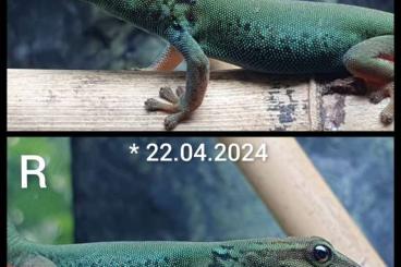 Geckos kaufen und verkaufen Foto: 0.0.2 Lygodactylus williamsi - Himmelblauer Zwergtaggecko