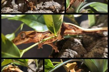 Geckos kaufen und verkaufen Photo: 0.0.4 - Correlophus ciliatus Kronengecko