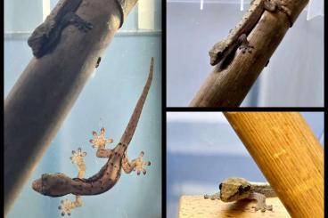 Geckos kaufen und verkaufen Foto: 0.2 Lepidodactylus lugubris Jungferngecko