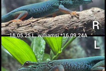 Geckos kaufen und verkaufen Photo: Lygodactylus williamsi - Himmelblauer Zwergtaggecko Geckos kaufen und verkaufen Photo: Lygodactylus williamsi - Himmelblauer Zwergtaggecko