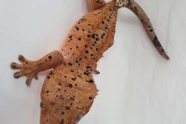 Geckos kaufen und verkaufen Photo: Kronengecko nz 24 Dalmatiner Verpaarung Geckos kaufen und verkaufen Photo: Kronengecko nz 24 Dalmatiner Verpaarung