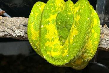 Pythons kaufen und verkaufen Foto: Morelia Vidris 1.0 High Yellow 