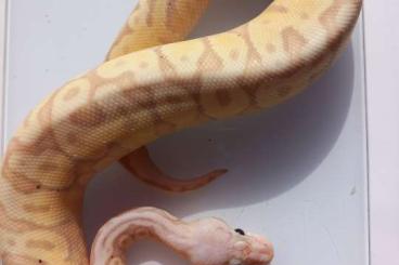 Ball Pythons kaufen und verkaufen Photo: Banana pastel hgw yb pos fader 