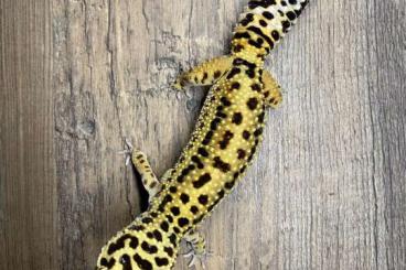 Geckos kaufen und verkaufen Foto: 0.2 E. Macularius Leopardgecko