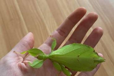 Insekten kaufen und verkaufen Foto: Phyllium philipinicum wandelndes Blatt 