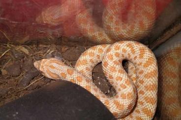 Snakes kaufen und verkaufen Photo: Hakennasennatter Weibchen 