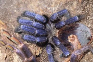 Vogelspinnen kaufen und verkaufen Foto: Pterinopelma sazimai Weibchen 