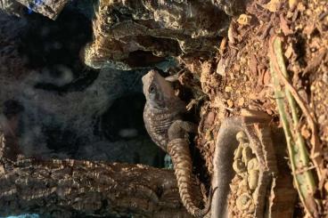 Lizards kaufen und verkaufen Photo: Oplurus cyclurus / Madagaskar stachelschwanz Leguan 