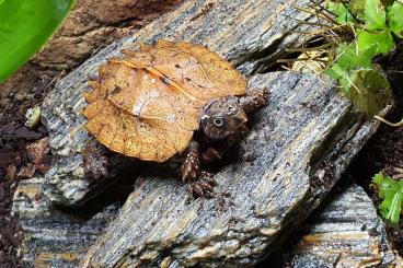 Turtles and Tortoises kaufen und verkaufen Photo: Suche Geoemyda Spengleri 1.0 Männchen 