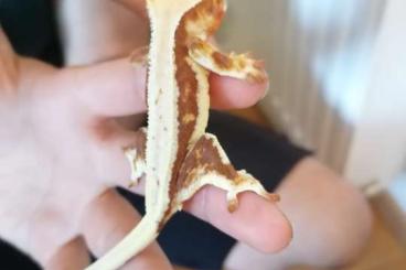 Geckos kaufen und verkaufen Foto: Kronengeckos.             