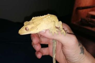 Geckos kaufen und verkaufen Photo: Kronengecko 1.0 Männchen. 