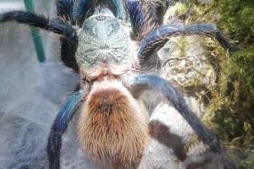 Spinnen und Skorpione kaufen und verkaufen Foto: Cyanblaue Venezuela-Vogelspinne 0.1