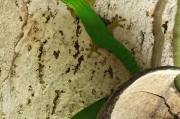 Geckos kaufen und verkaufen Photo: Männliches Phelsuma nigristriata Jungtier abzugeben