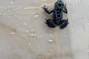 Poison dart frogs kaufen und verkaufen Photo: Dendrobates tinctorius Azureus