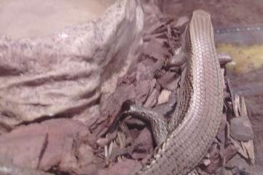 Lizards kaufen und verkaufen Photo: Braune Sudan Schildechse 