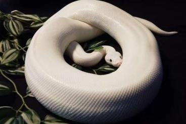 Ball Pythons kaufen und verkaufen Photo: Königspython Black Eyed Lucy