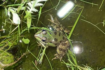 newts and salamanders kaufen und verkaufen Photo: For Hamm 14/09/24 and Gersfeld 2024