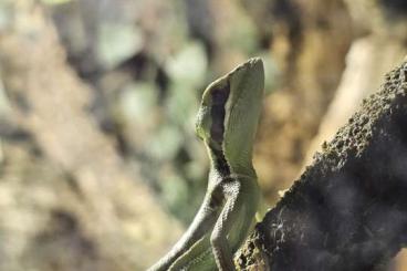 other lizards kaufen und verkaufen Photo: Laemanctus Longipes NZ 10/2024