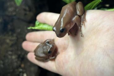 Frösche  kaufen und verkaufen Foto: Melanistic Litoria caerulea 