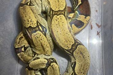 Boas kaufen und verkaufen Foto: 1.0 Boa constrictor constrictor Iquitos - CB 2017