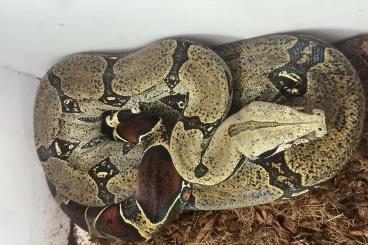 Boas kaufen und verkaufen Foto: 1.0 Boa constrictor constrictor Iquitos-PERU- CB 2016